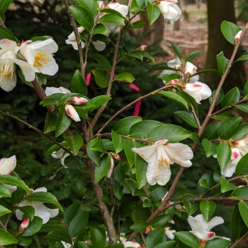 JC Raulston Arboretum à Raleigh (NC USA) - 02/2019