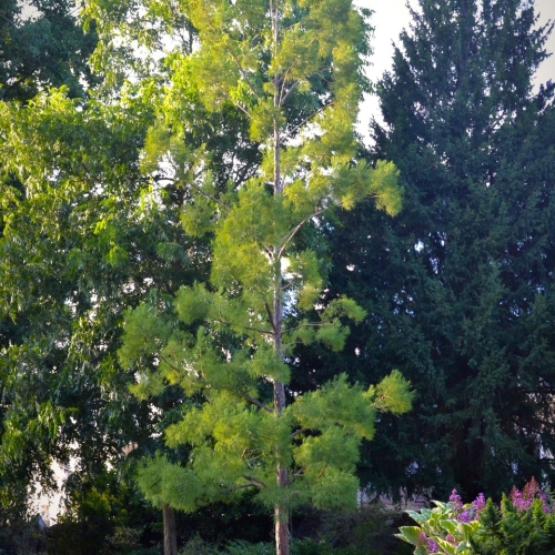Jardin des plantes d'Angers (France) - 10/2018