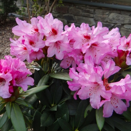 Les jardins du Florilège à Bastogne (Belgique) 04-2023