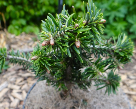 Les jardins du Florilège à Bastogne (Belgique) - 04/2022