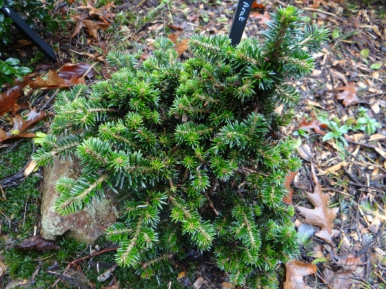Les jardins du Florilège à Bastogne (Belgique) - 01/2022
