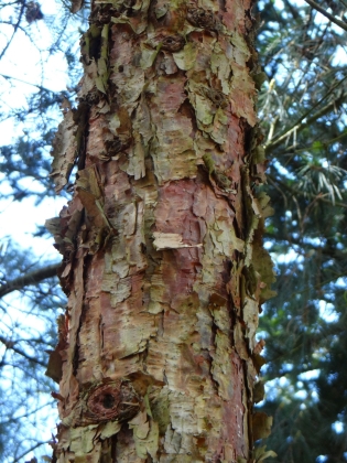 Blijdenstein Pinetum in Hilversum (The Netherlands) - 04/2017
