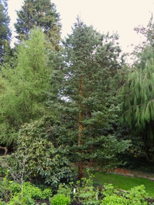 Arboretum Kalmthout (Belgique) - 04/2018