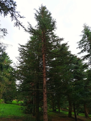 Pinetum Anthoine à Jamioulx (Belgique) - 11/2022