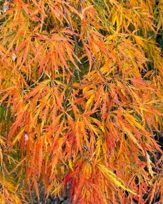 Pépinière Poppins Plants (UK) - 10/2025