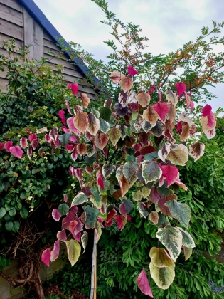 Les jardins du Florilège à Bastogne (Belgique) - 10/2025