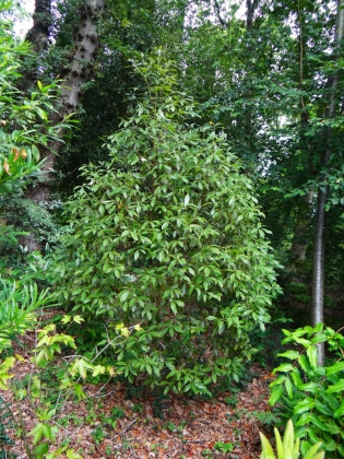 Le jardin le Vasterival à Sainte-Marguerite-sur-Mer (France) - 08/2017