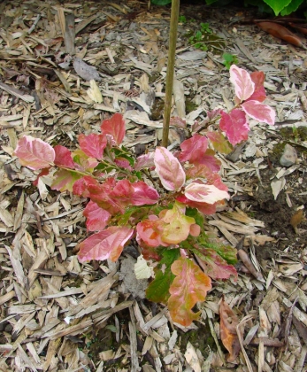 Les jardins du Florilège à Bastogne (Belgique) - 09/2014