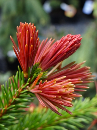 Les jardins du Florilège à Bastogne (Belgique) - 04/2022