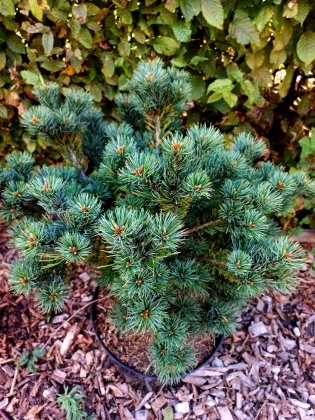 Les jardins du Florilège à Bastogne (Belgique) - 09/2025