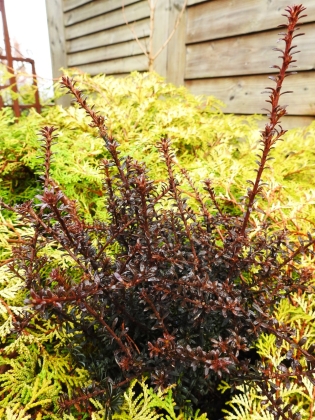 Les jardins du Florilège à Bastogne (Belgique) 11/2016