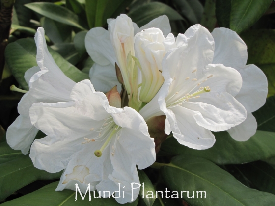 Pépinière Vitroplant à Ferrières (Belgique) - 06/2023