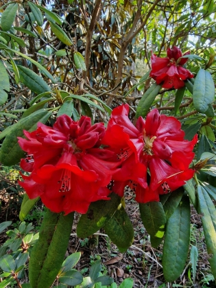 Angleterre - 04/2025