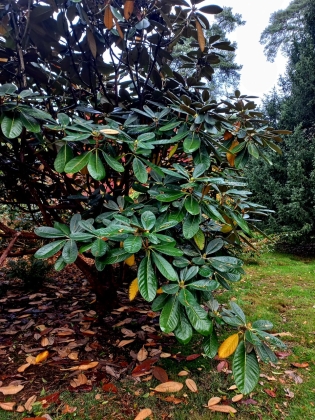 Arboretum Westonbirt à Tetbury (Angleterre) - 10/2025