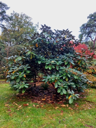 Arboretum Westonbirt à Tetbury (Angleterre) - 10/2025