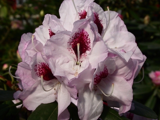 Pépinière Vitroplant à Ferrières (Belgique)