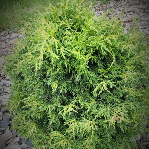 Online Store Mundi Plantarum