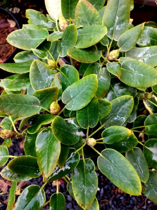 Les jardins du Florilège à Bastogne (Belgique) -10/2025