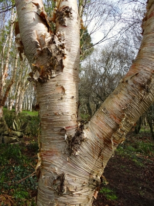 Pépinière Stone Lane Garden à Newton Abbot (Angleterre) - 03/2016