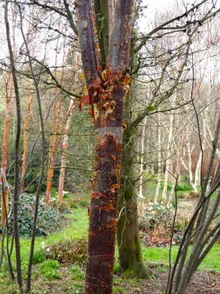 Pépinière Stone Lane Garden à Newton Abbot (Angleterre) - 04/2016