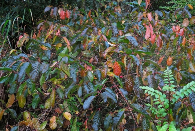 Jardin privé (France) - 11/2024