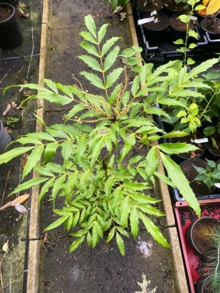 Pépinière Botanic Treasures à Hoogboom (Belgique) - 10/2025