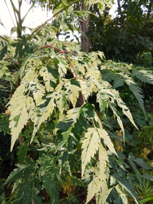 Arboretum des Burettes (Belgique) - 08 /2025