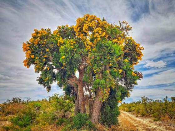 Réserve naturelle de Camel Lake, région du Grand Sud de l'Australie-Occidentale