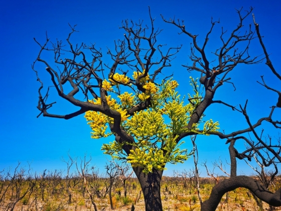 Réserve naturelle de Camel Lake, région du Grand Sud de l'Australie-Occidentale