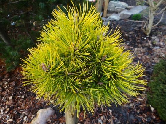 Les jardins du Florilège à Bastogne (Belgique) - 01/2015