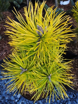 Les jardins du Florilège à Bastogne (Belgique) - 01/2015
