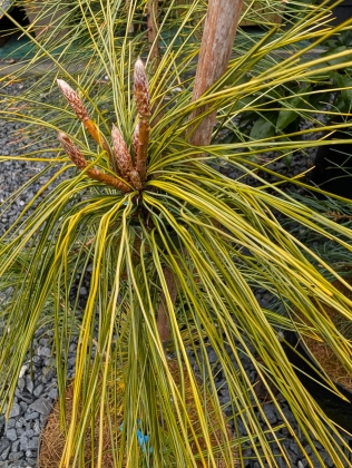 Les jardins du Florilège à Bastogne (Belgique) - 02/2026