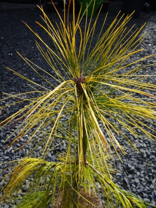 Les jardins du Florilège à Bastogne (Belgique) - 02/2021
