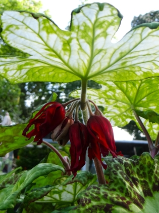 Journées des plantes de Chantilly (France) - 05/2015