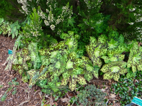 Arboretum de l'université d'Utrecht (Pays-Bas) - 04/2017