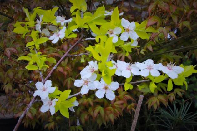 Les Jardins du Florilège à Bastogne - 04/2019