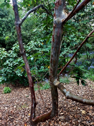 Mount Congreve Gardens à kilmeaden Waterford (Irlande) - 02/2025