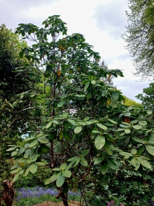 Mount Congreve Gardens à kilmeaden Waterford (Irlande) - 02/2025