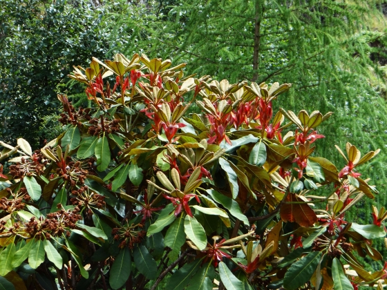 Jardin botanique de Benmoor (Ecosse) - 07/2017