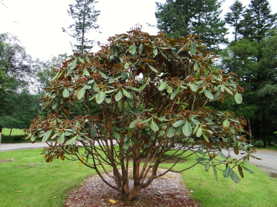 Jardin botanique de Benmoor (Ecosse) - 07/2017
