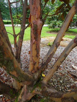 Jardin botanique de Benmoor (Ecosse) - 07/2017