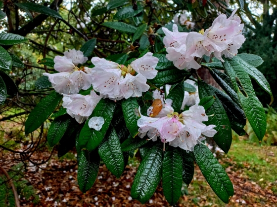 Arboretum Westonbirt à Tetbury (Angleterre) - 10/2025