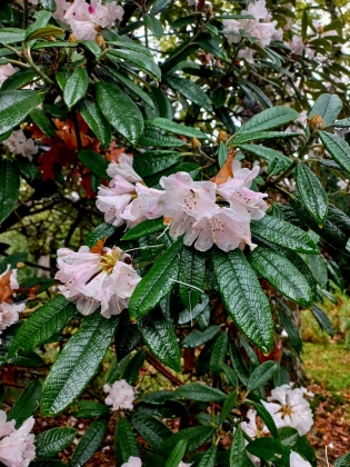 Arboretum Westonbirt à Tetbury (Angleterre) - 10/2025