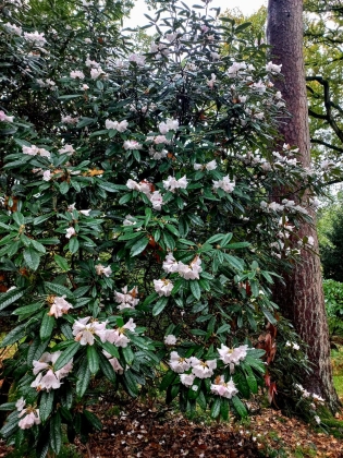 Arboretum Westonbirt à Tetbury (Angleterre) - 10/2025