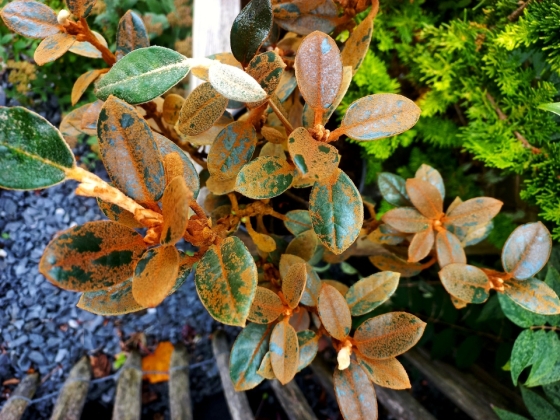 Les jardins du florilège à Bastogne - 10/2025