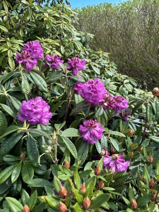 Oban (Ecosse) - 04/2024