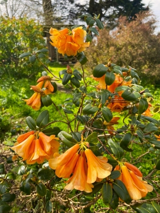 Trelissick Gardens à Feock (Angleterre) - 05/2024