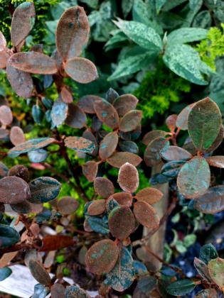 Les jardins du Florilège à Bastogne (Belgique) - 10/2025