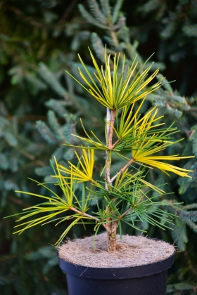 Pépinière Edwin Smits à Volken (Pays-Bas) - 10/2025