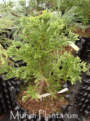 Pépinière Kools à Deurne (Pays-Bas) - 05/2012